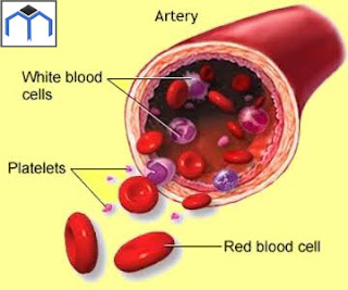 Blood Corpuscles Blood Corpuscles